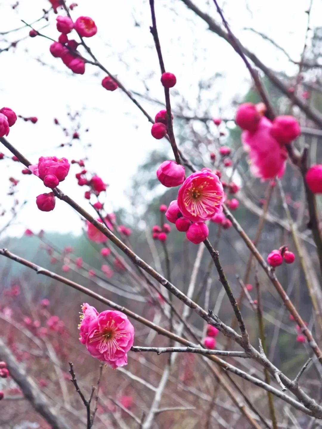 华东梅花6.jpg