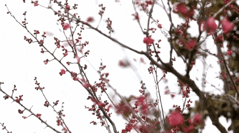 14514418417860.gif