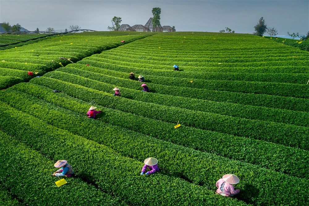 6松阳茶香小镇--茶园采茶.jpg