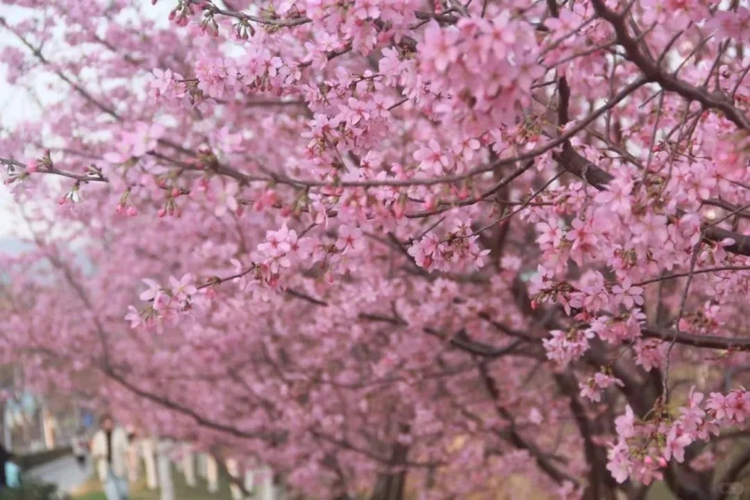 丽水好溪路的樱花开啦🌸_1_酒酿小圆子_来自小红书网页版.jpg
