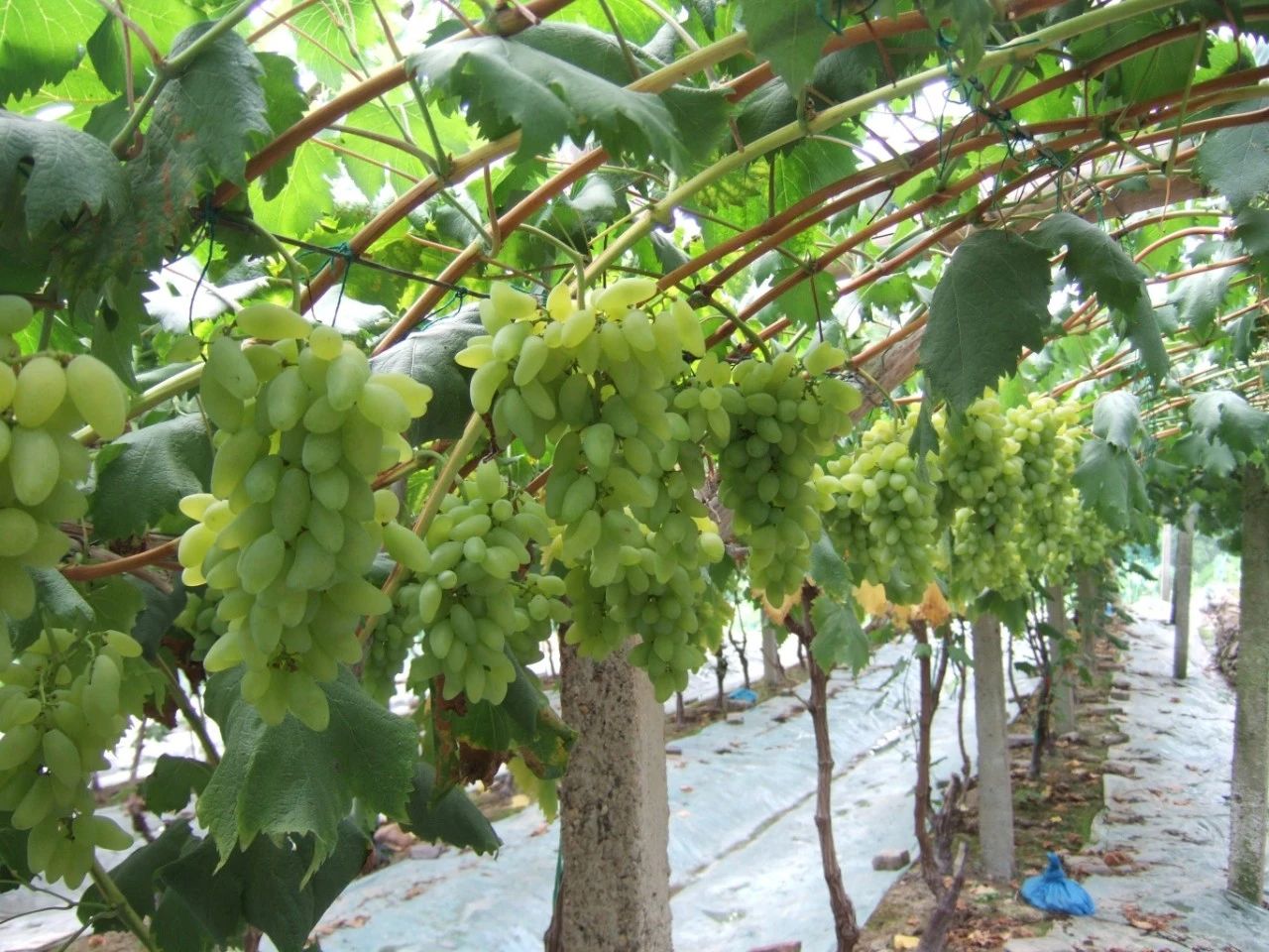 DSCF7805.JPG