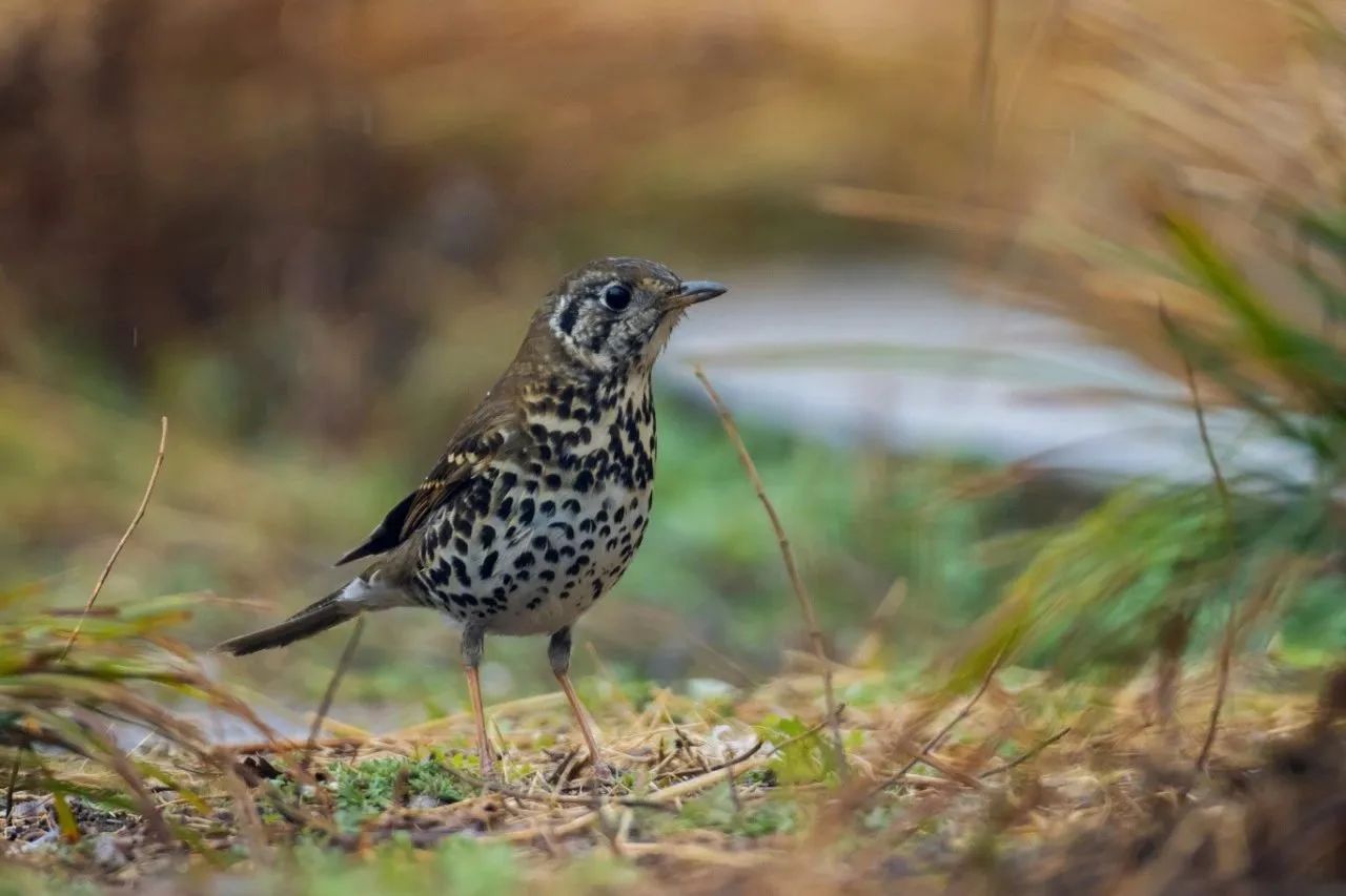 bc3074c4-9ff4-4d39-92df-cc270b2017f2.jpg