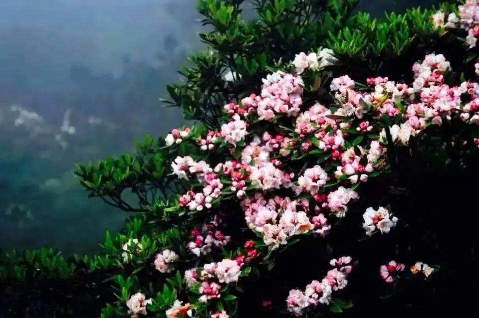 猴头杜鹃花 (13).jpg