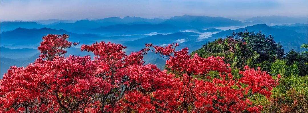 杜鹃最大的种植基地