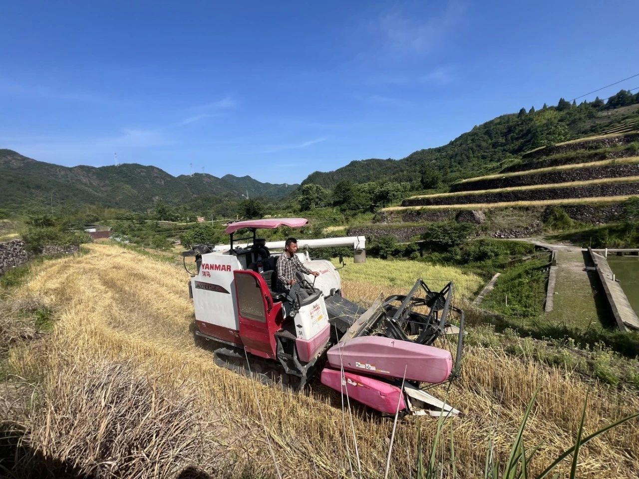 双溪口乡麦子收割7.jpg