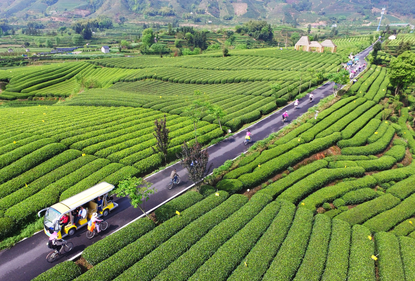 茶园骑行.jpg