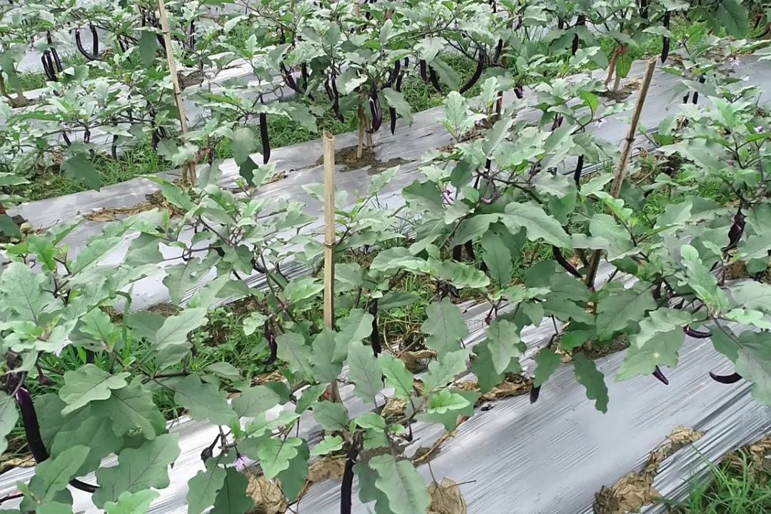 枫坪高山蔬菜合集_16313.jpg