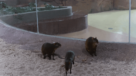 MVI_9786[00-00-05--00-00-07].gif