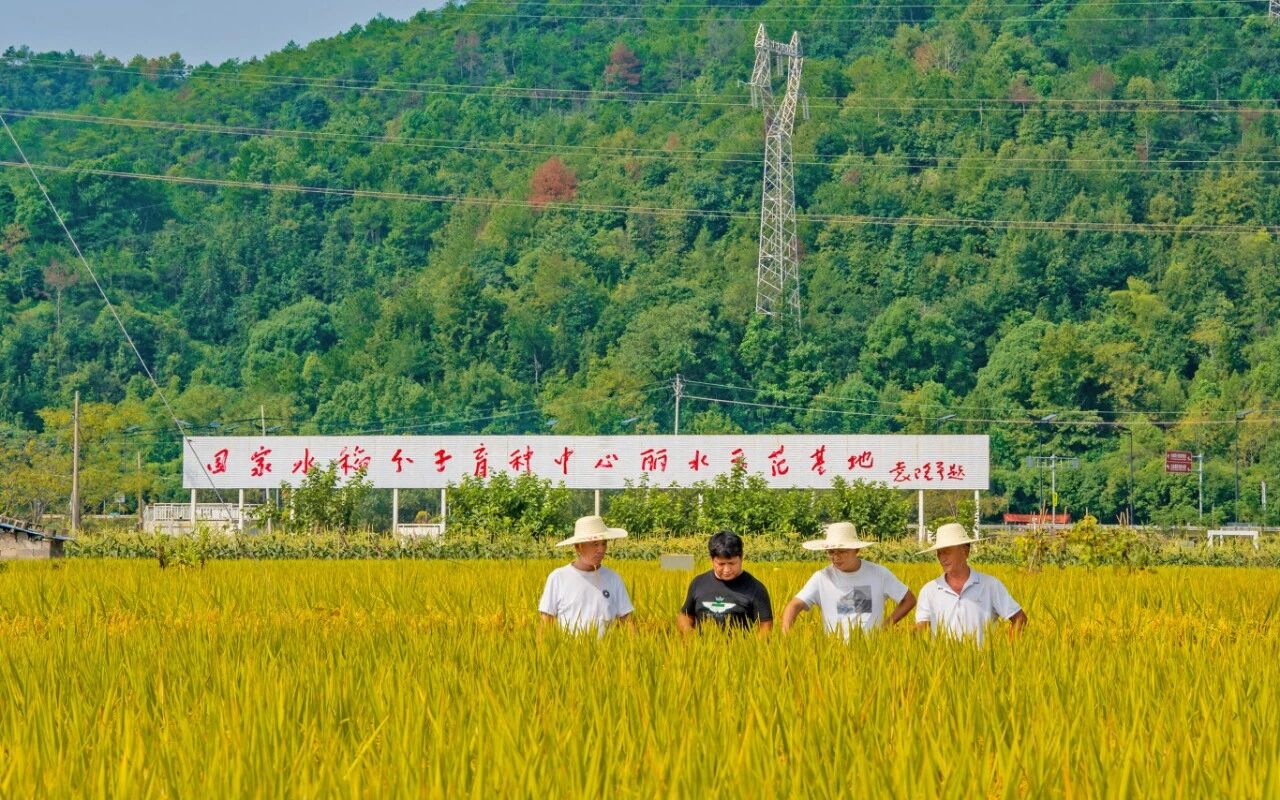 9月29日,位于丽水市莲都区碧湖镇魏村村的国家水稻分子育种中心丽水示范基地开展“春优83”水稻品种观摩会,与会者有浙江农科种业有限公司工作人员、市区农业系统工作人员和丽水各县市种粮大户总计60余人。“春优83”凭借出色的抗性和稳定的高产表现,赢得广泛的认可和关注,连续两年获评莲都区区“十大明星品种”。记者 贾恒 通讯员 任斌 曾胜威 摄.jpg