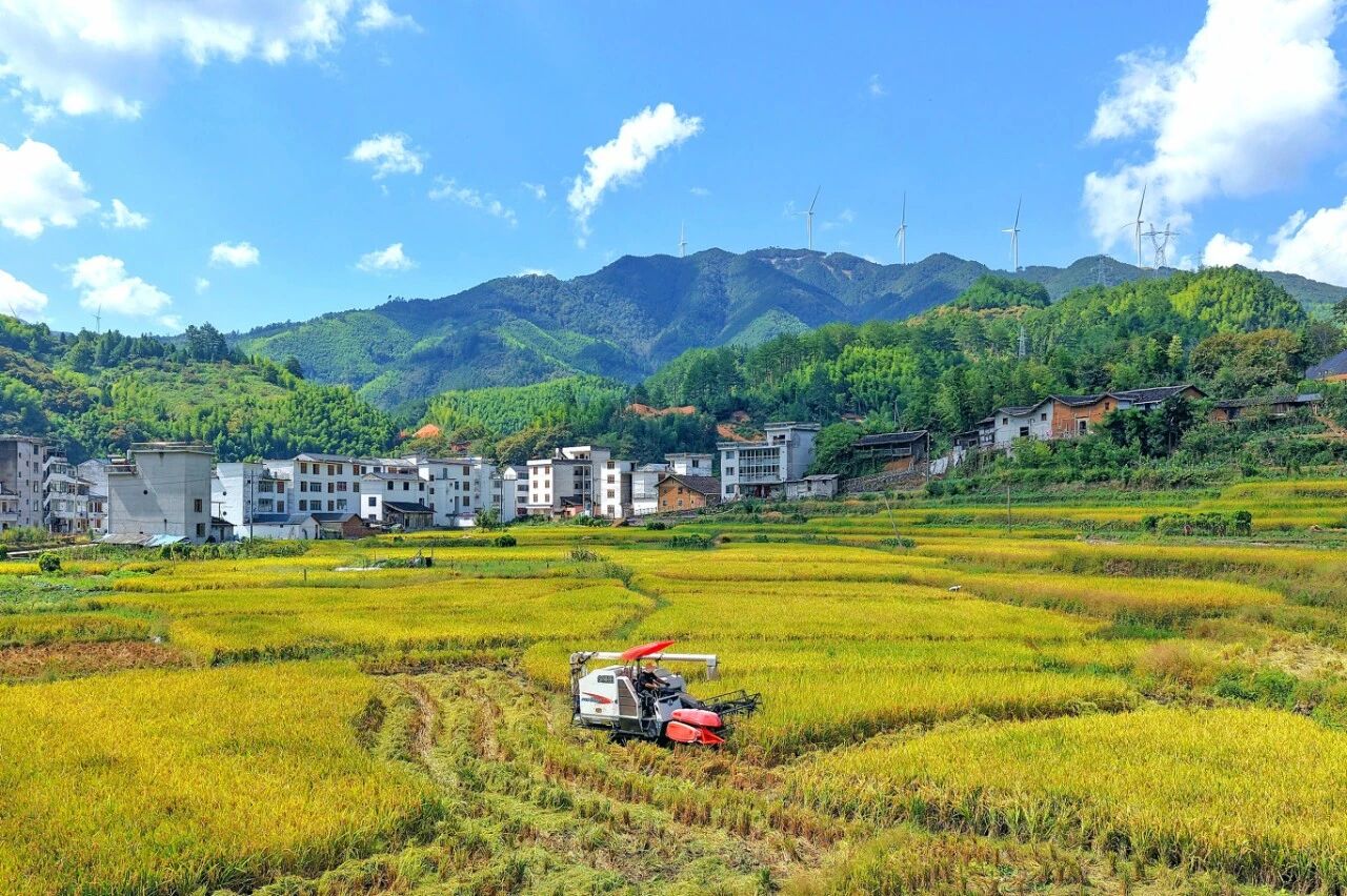 近日,庆元五大堡乡杨楼村,收割机在金色稻浪中奔腾。记者 吴厚非 通讯员 毛长森 摄.jpg
