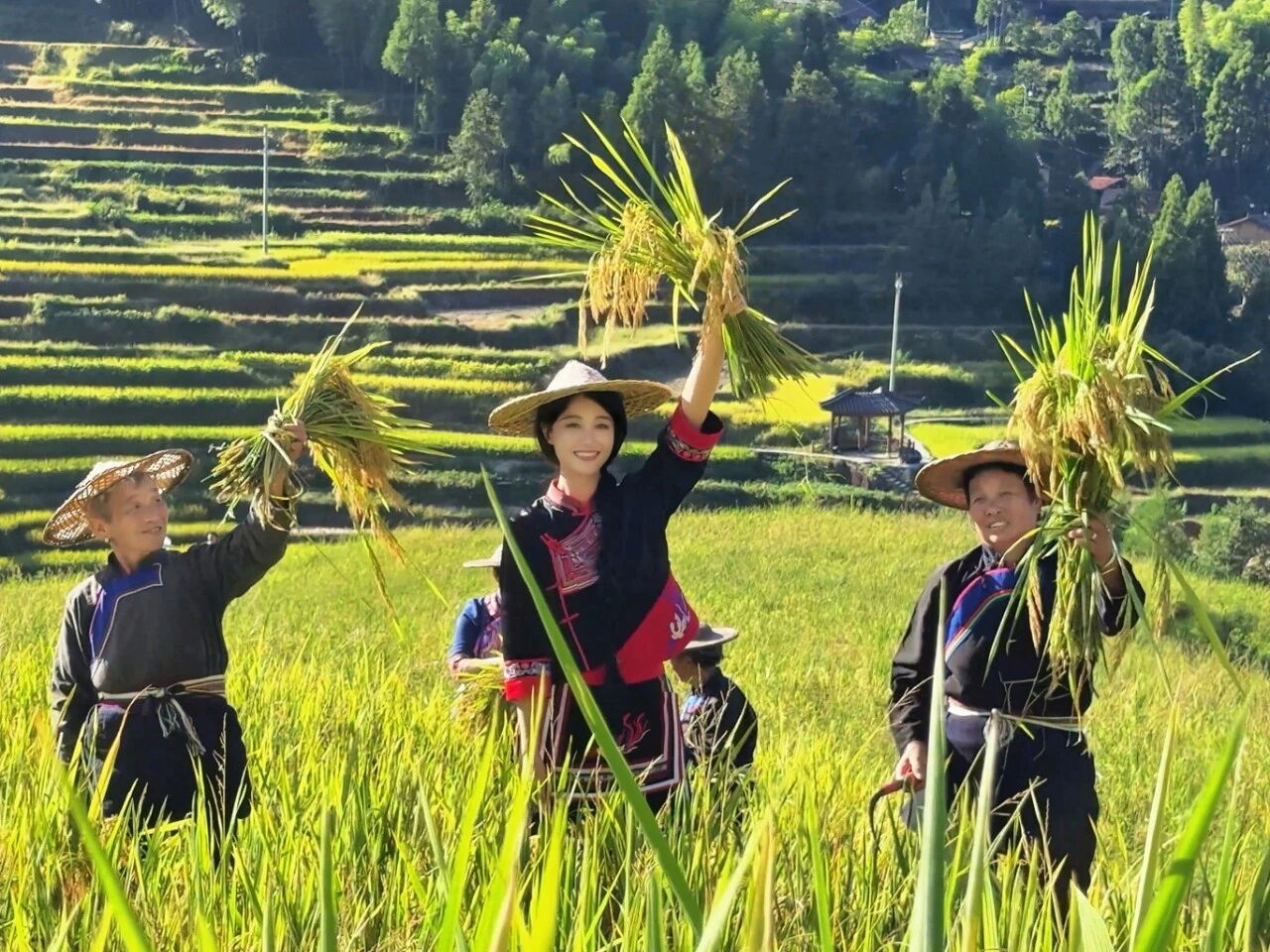 近日,知名影视演员蓝盈莹回到家乡景宁,与郑坑乡吴布畲族村的乡亲们一起收稻、打稻、晒稻,欢喜庆祝粮食丰收。.jpeg