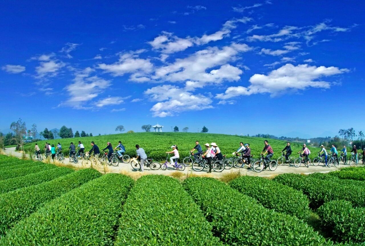 生态旅游--万亩茶园骑行--叶新波摄.jpg