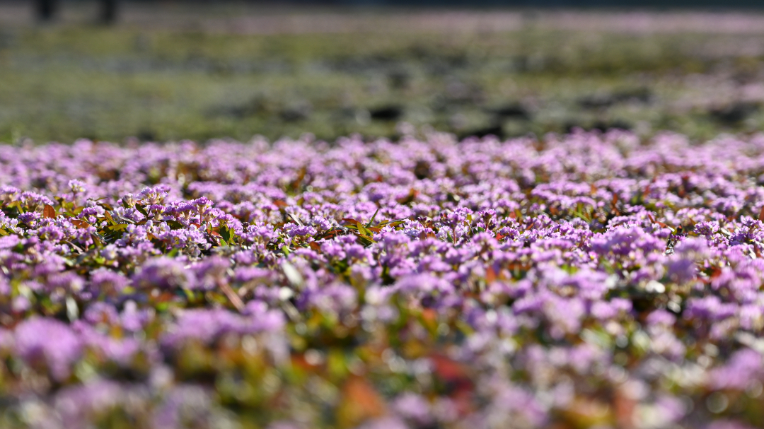 DSC_8293.JPG