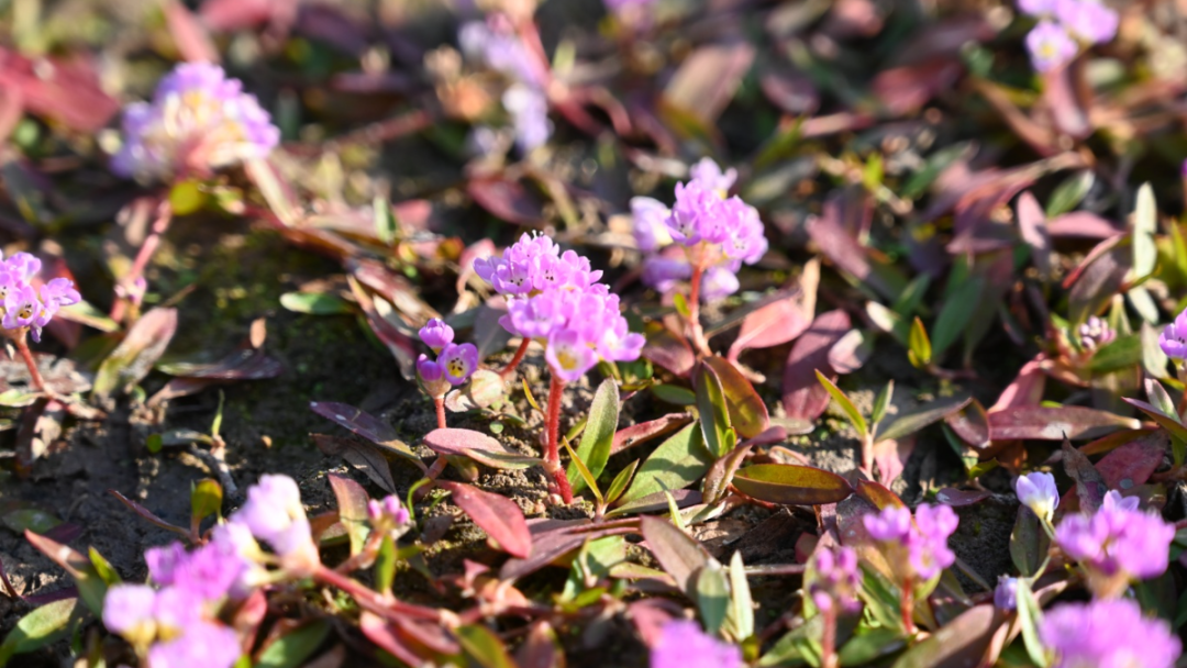 DSC_8290.JPG