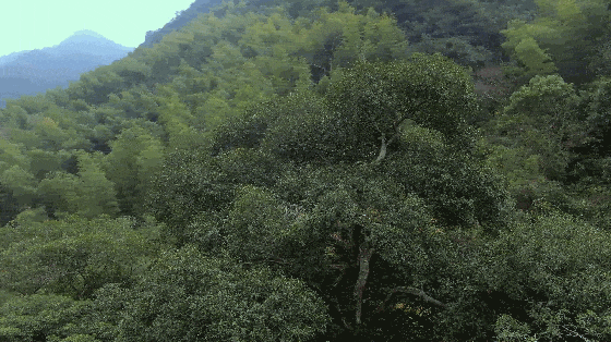 1213陈嵘栲_clip.gif