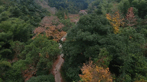 1213陈嵘栲_clip2.gif