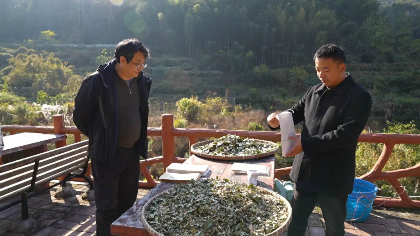 张敏、张平安聊山腊茶.jpg