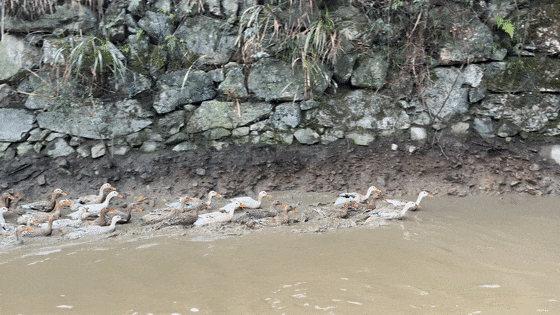 微信视频2026-02-13_220519_546[00-00-00--00-00-02].gif