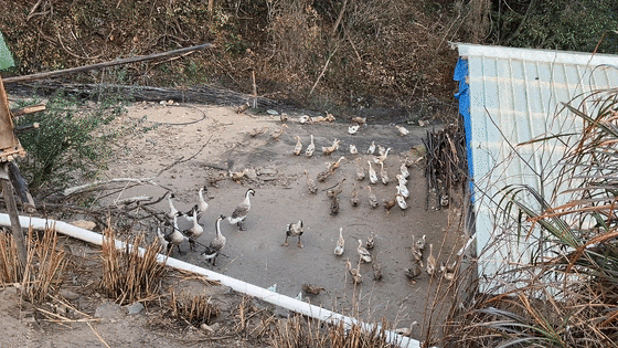 微信视频2026-02-13_215042_504[00-00-02--00-00-04].gif