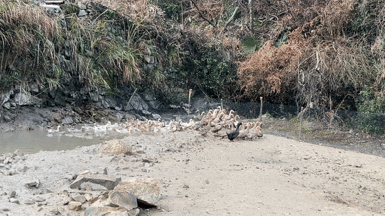 微信视频2026-02-13_220910_985[00-00-01--00-00-03].gif