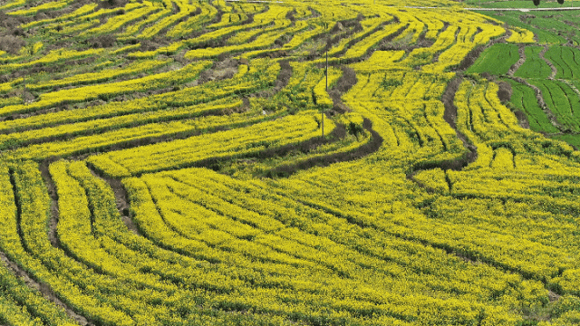 DJI_20260311151640_0098_D202631116594315.gif