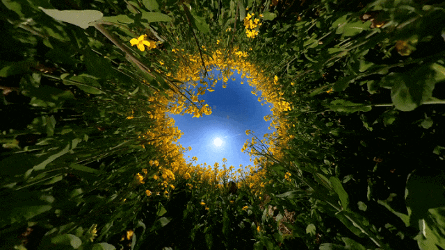 油菜花120263129544816.gif