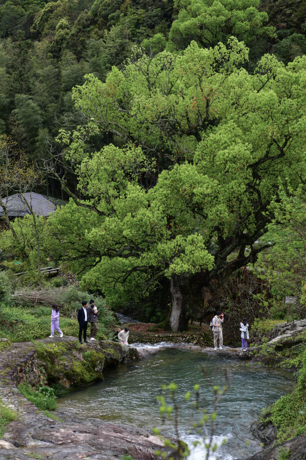 龙泉下樟村.png