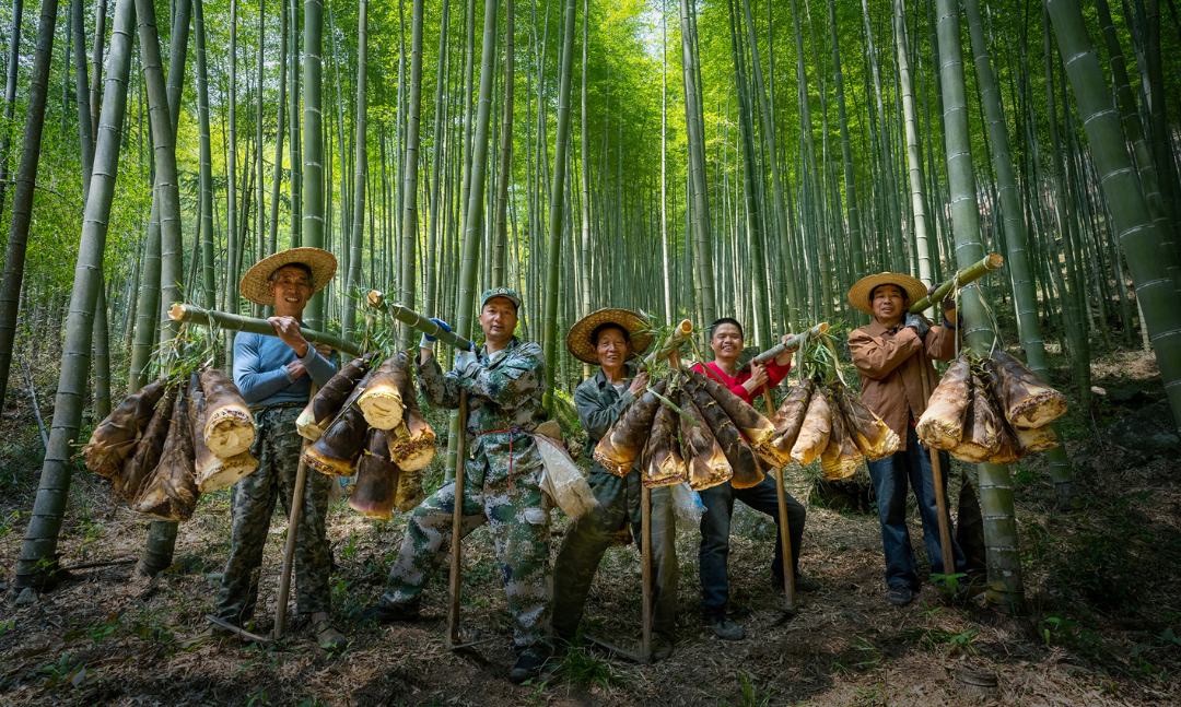 高山笋竹.jpg
