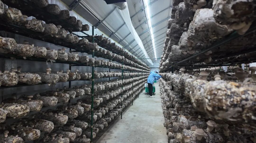 菌光互补致富新模式 姚建峰摄.jpg
