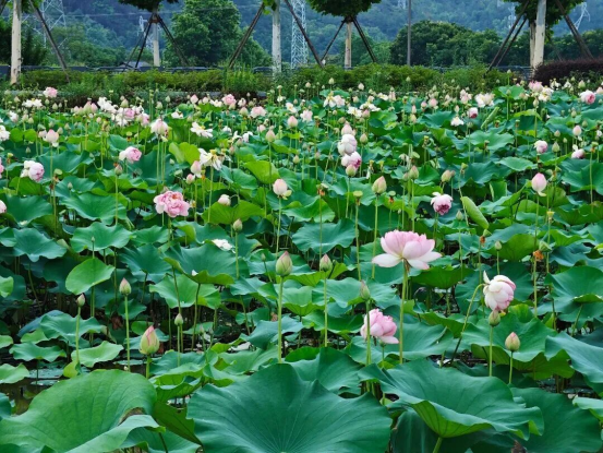 从&ldquo;映山红&rdquo;到&ldquo;映日红&rdquo;，丽水的夏天藏不住了351.png