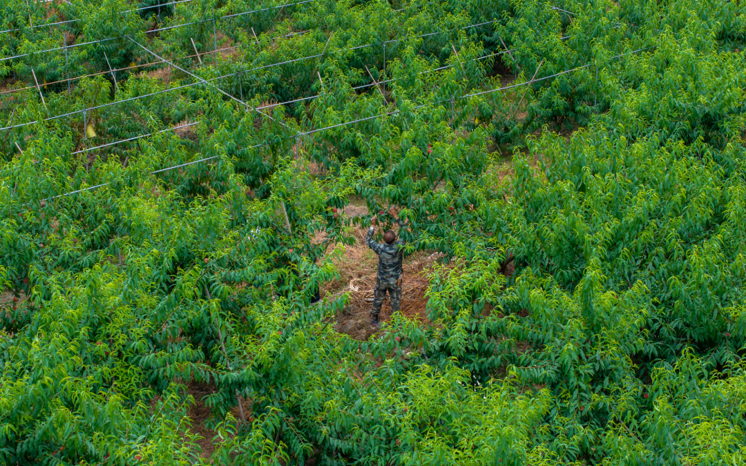 DJI_20260701153742_0010_D.jpg
