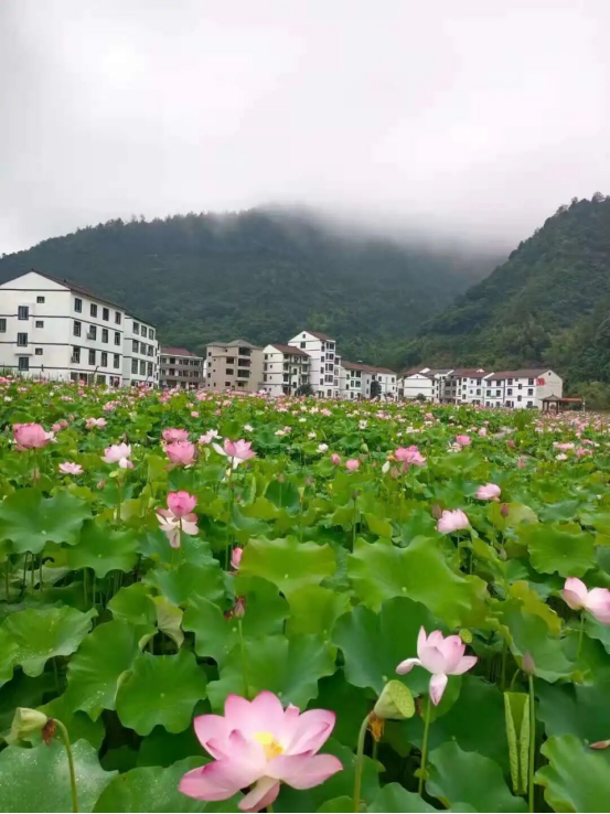 从&ldquo;映山红&rdquo;到&ldquo;映日红&rdquo;，丽水的夏天藏不住了635.png