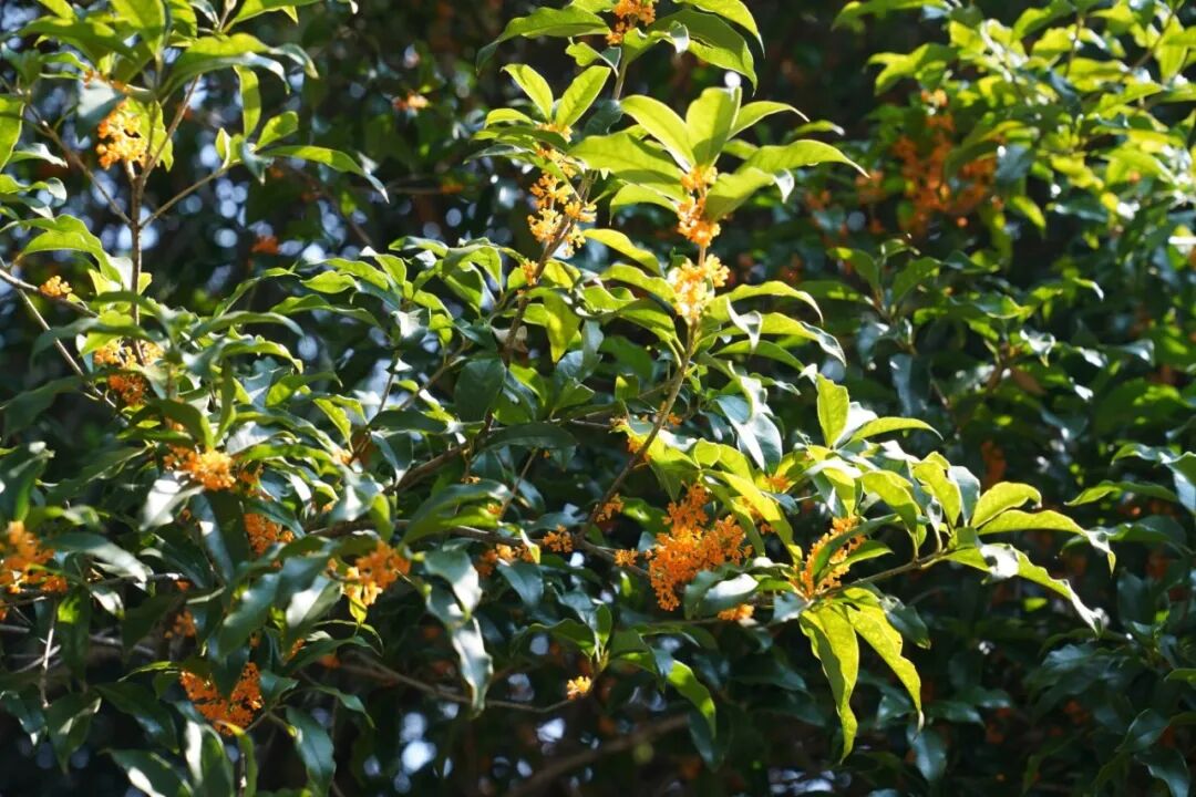 DSC05394.JPG