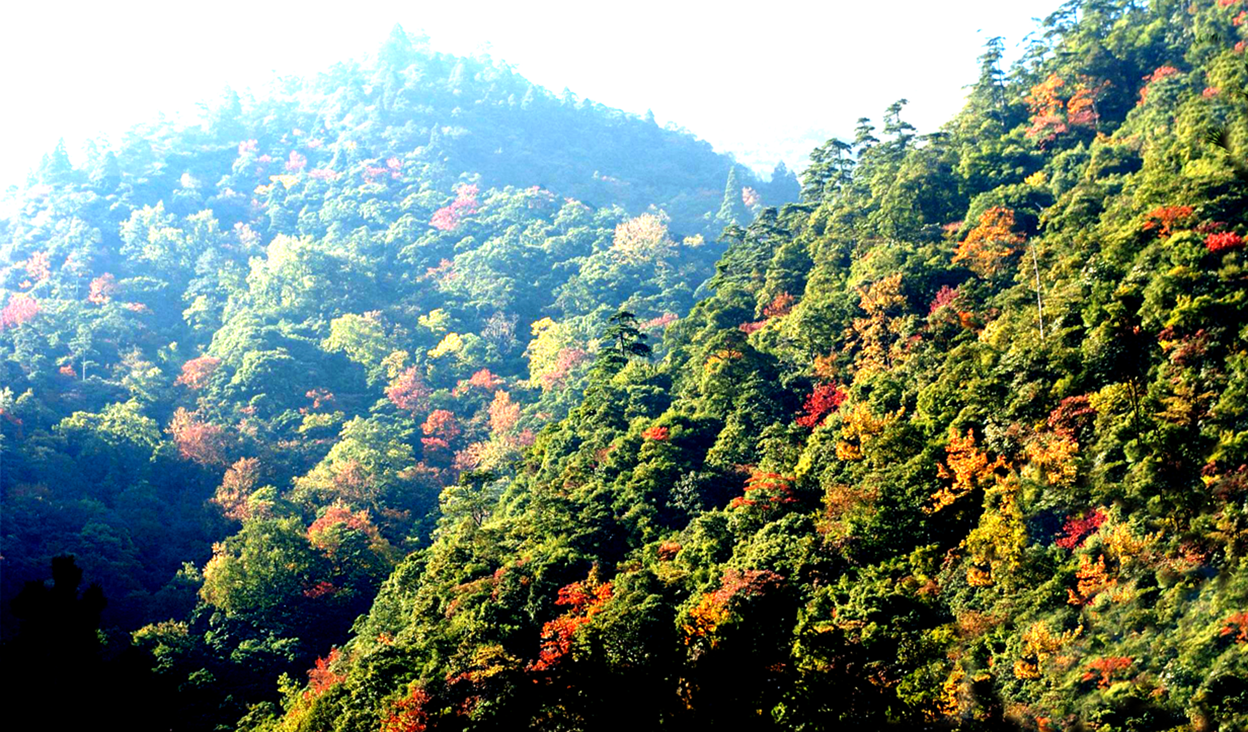 undefined 7)茂盛的阔叶林,
