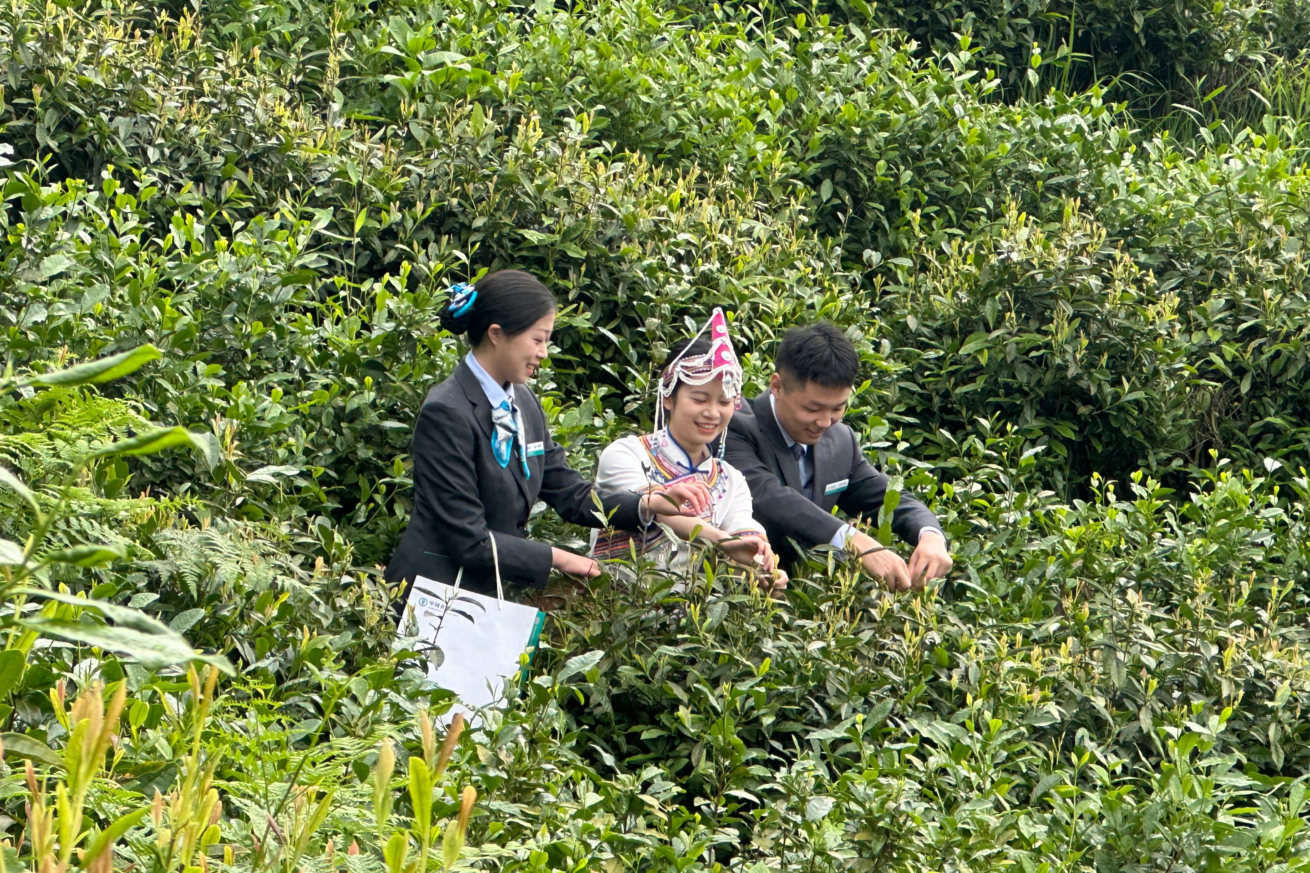 10景宁支行为当地茶农提供“富民贷”等金融服务