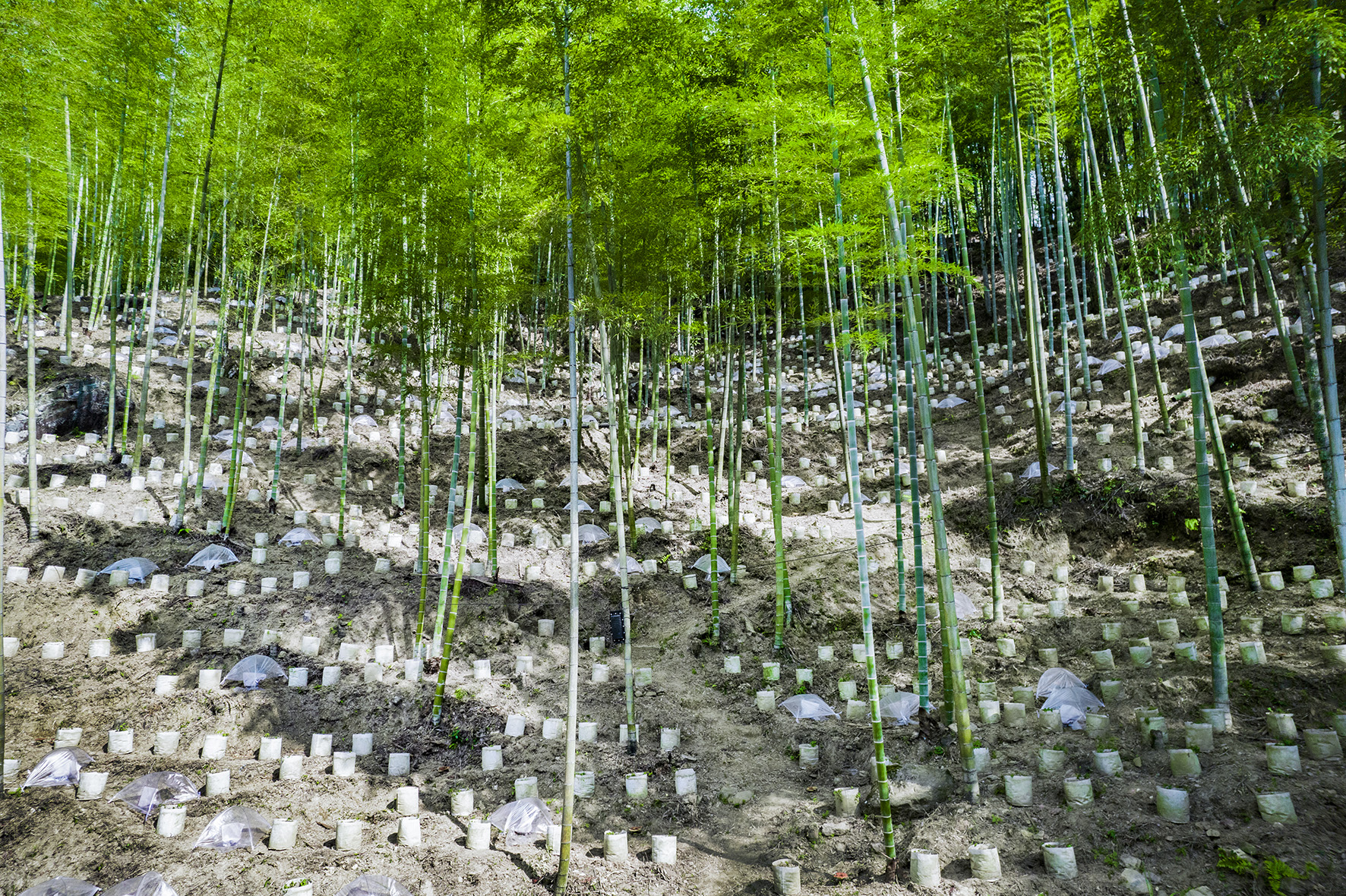 景宁600&ldquo;中国畲药谷&rdquo;畲药种植基地
