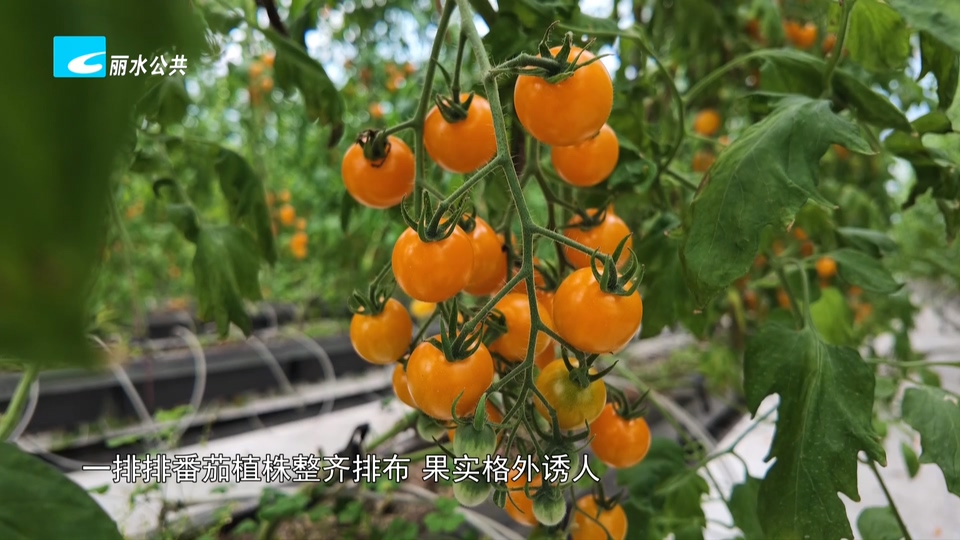 各地时令水果抢“鲜”上市 丽水盛夏果园迎来丰收季