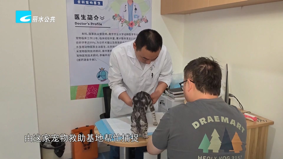 老白帮忙团 有事我帮忙丨后续:小区变“野猫窝” 社会爱心机构来帮忙