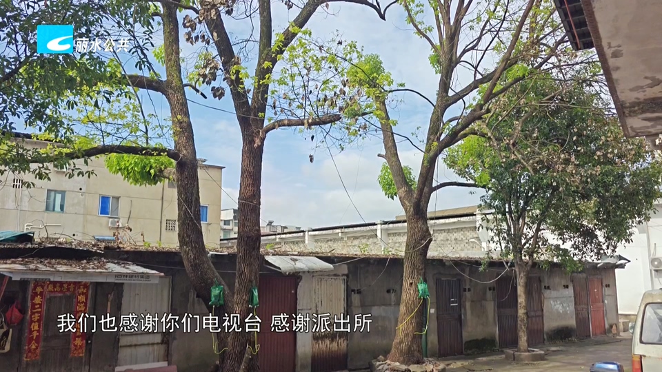 老白帮忙团 有事我帮忙丨后续：深夜被下毒的老樟树重焕生机