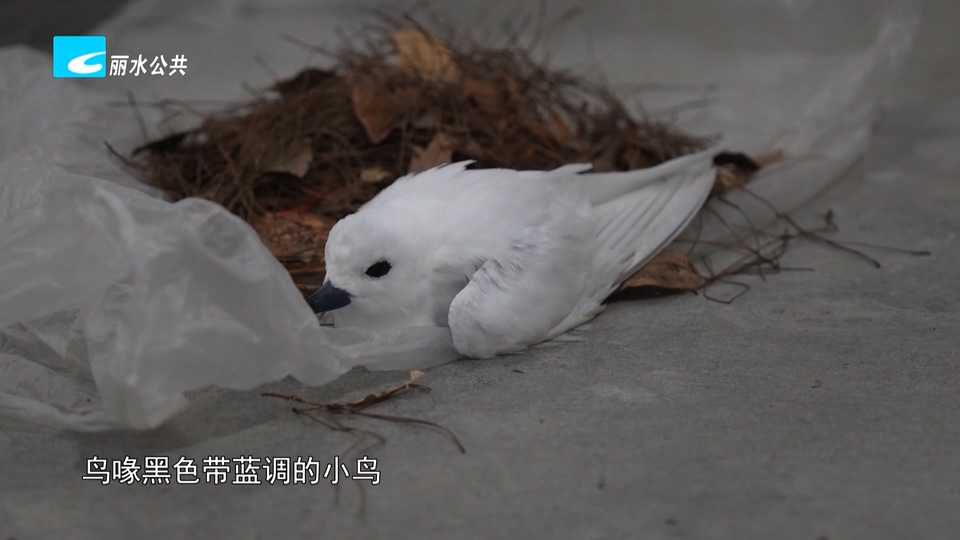 台风“送”来远洋精灵 缙云暖心救助