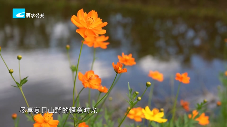 百亩硫磺菊铺满田间 前湖村夏日限定美景上线