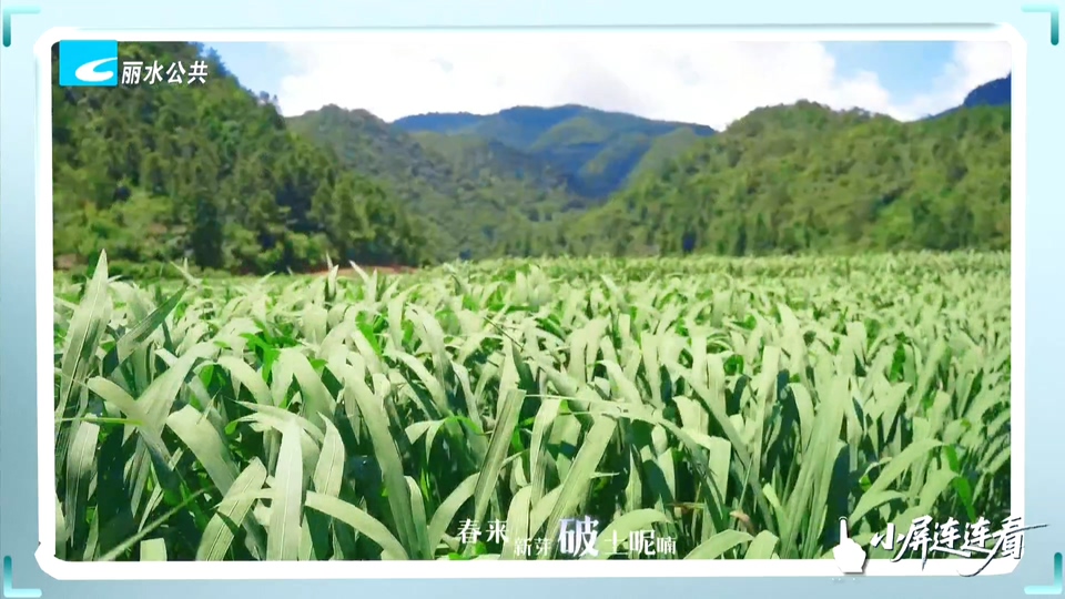 小屏连连看丨夏日走过乡间