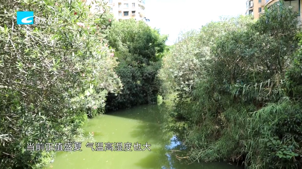 老白帮忙团 有事我帮忙丨市民反映蚊虫蟑螂多 卫健部门:清除积水是“治本之策”