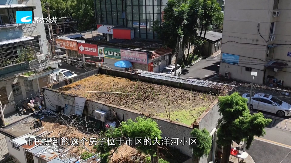 老白帮忙团 有事我帮忙:屋顶积水杂草滋生蚊虫 居民期盼及时清理