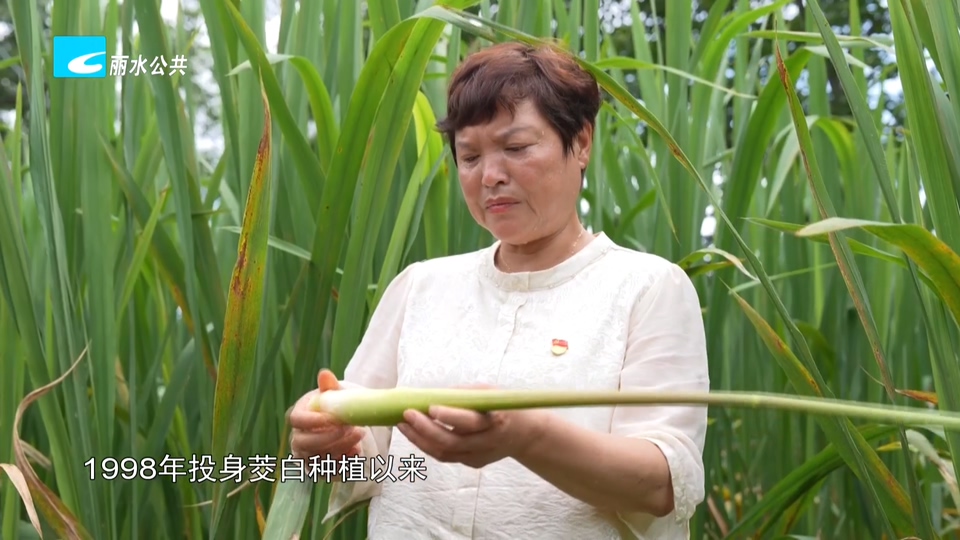 丽水面孔丨李春萌：缙云茭白“土专家”带农共富闯世界