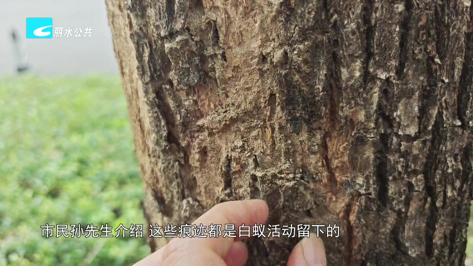 老白帮忙团 有事我帮忙:公交站台香樟树遭白蚁侵扰 相关部门回应处置情况