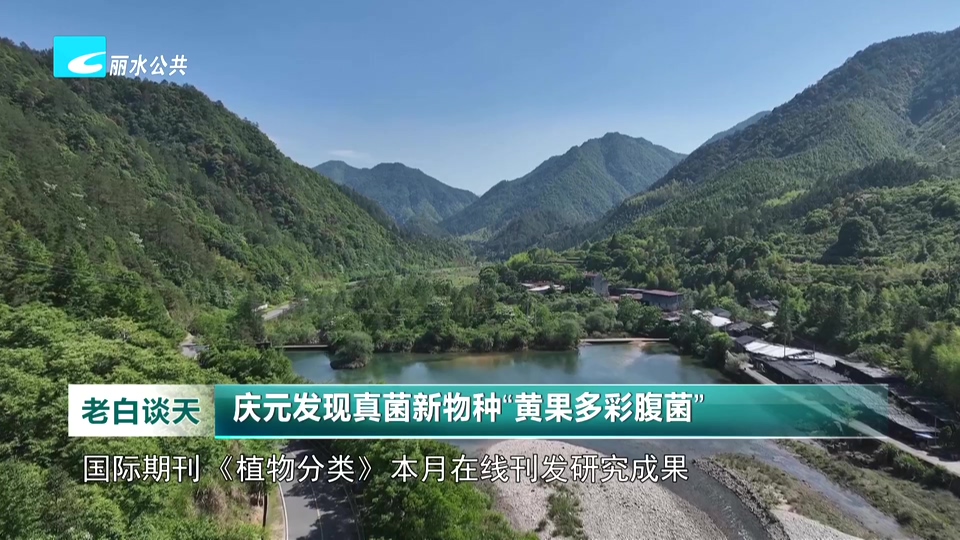 庆元发现真菌新物种“黄果多彩腹菌”