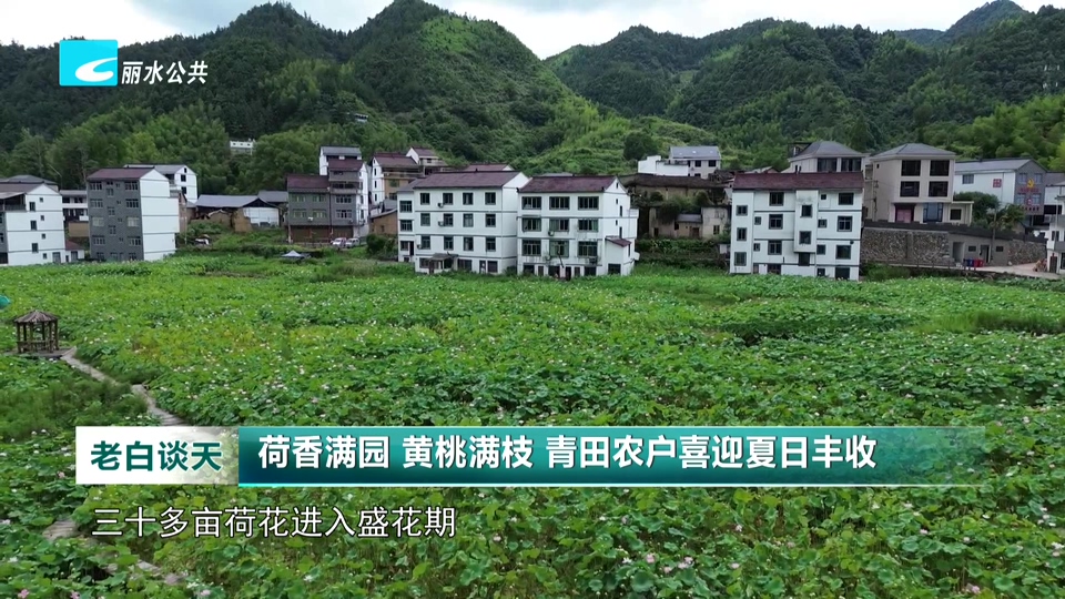 荷香满园 黄桃满枝 青田农户喜迎夏日丰收