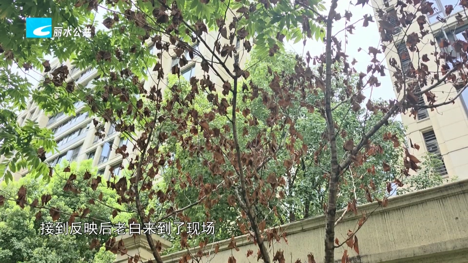 老白帮忙团 有事我帮忙：市民反映樱花树长势堪忧 多方核实明确养护责任