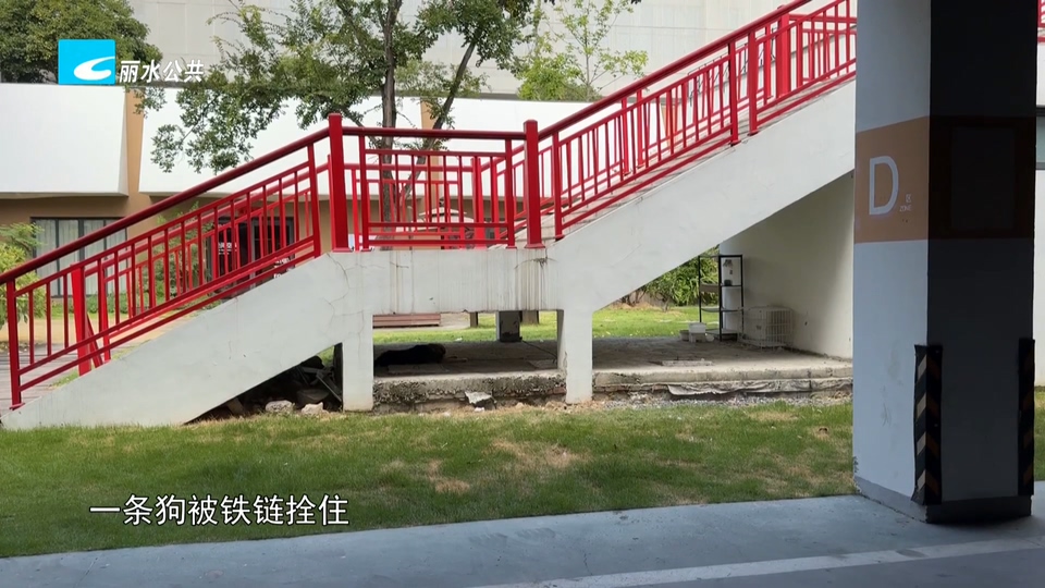 老白帮忙团 有事我帮忙：公共场所私拴犬只粪便遍地 涉事犬只已被带走